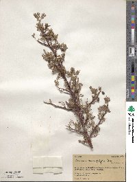 Bursera microphylla image