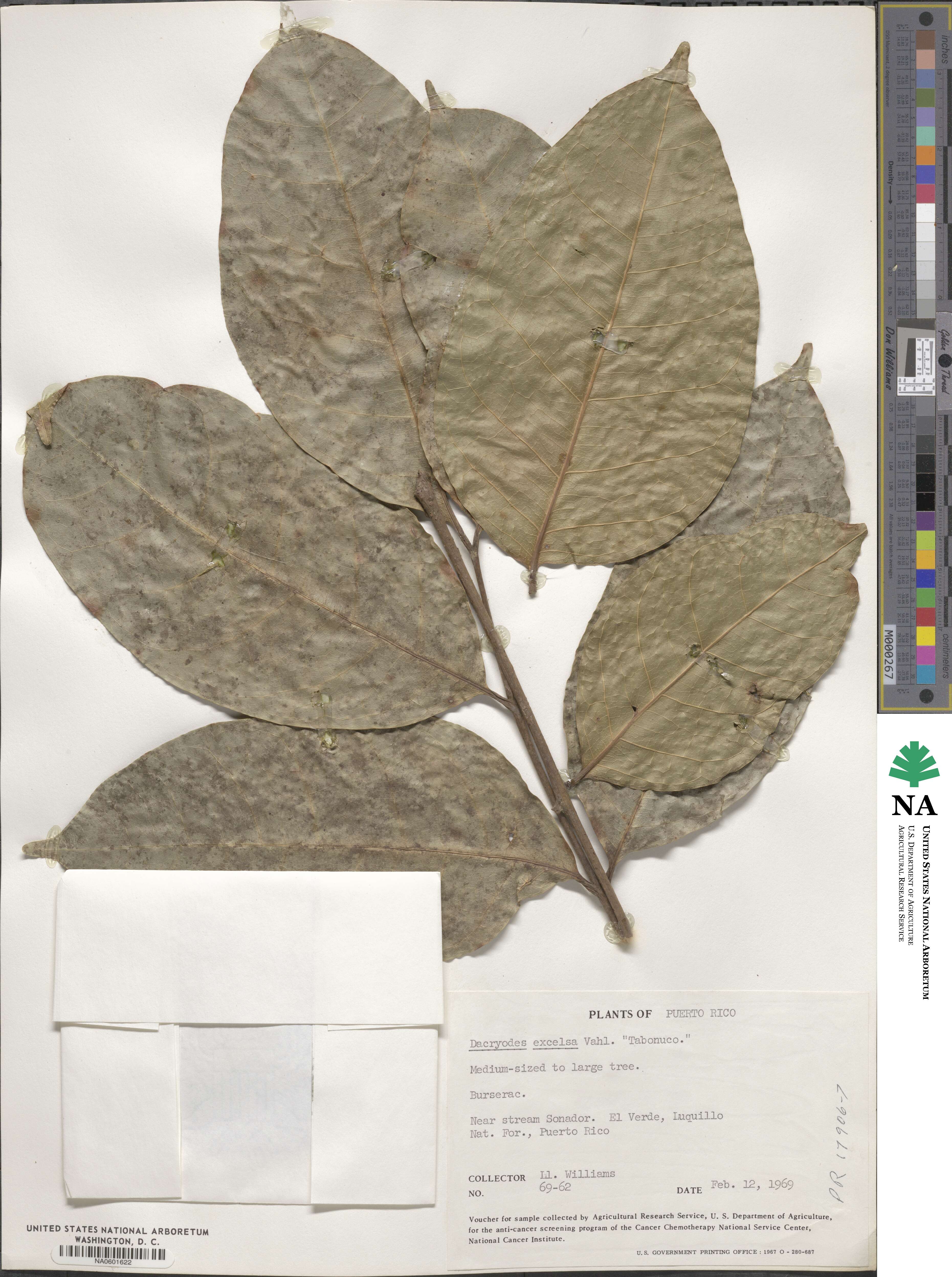 Dacryodes excelsa image