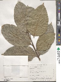 Dacryodes excelsa image