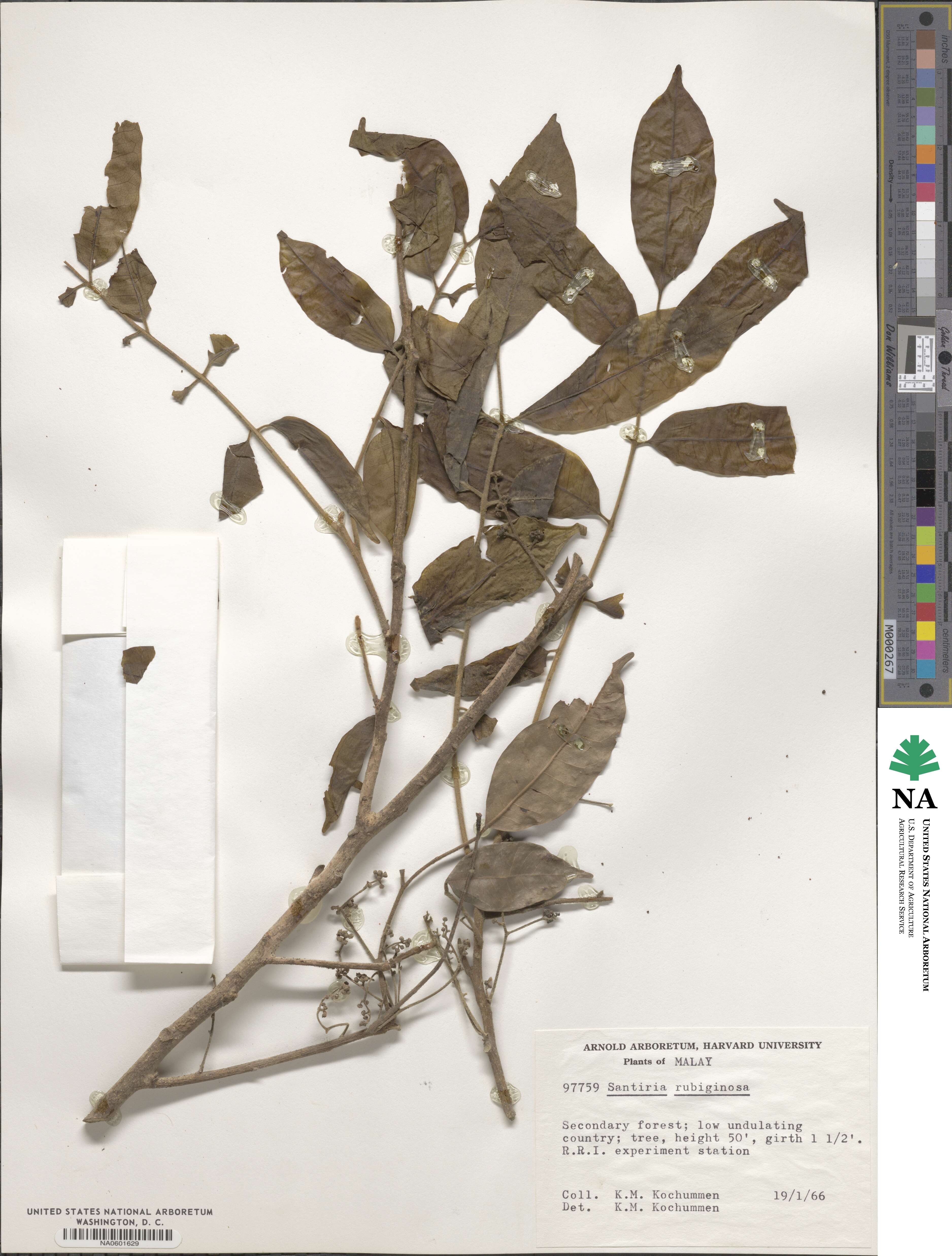 Santiria rubiginosa image