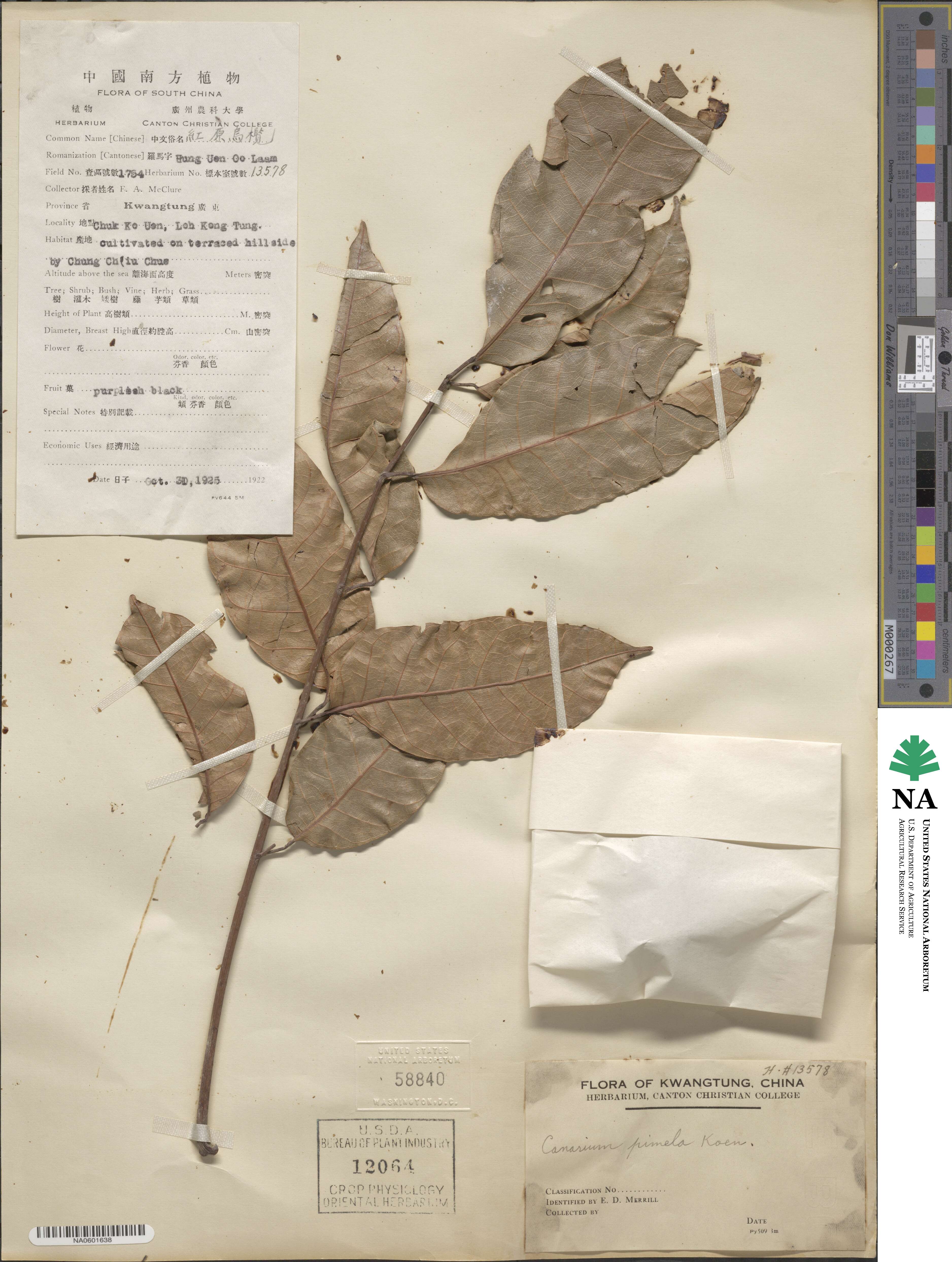 Canarium pimela image