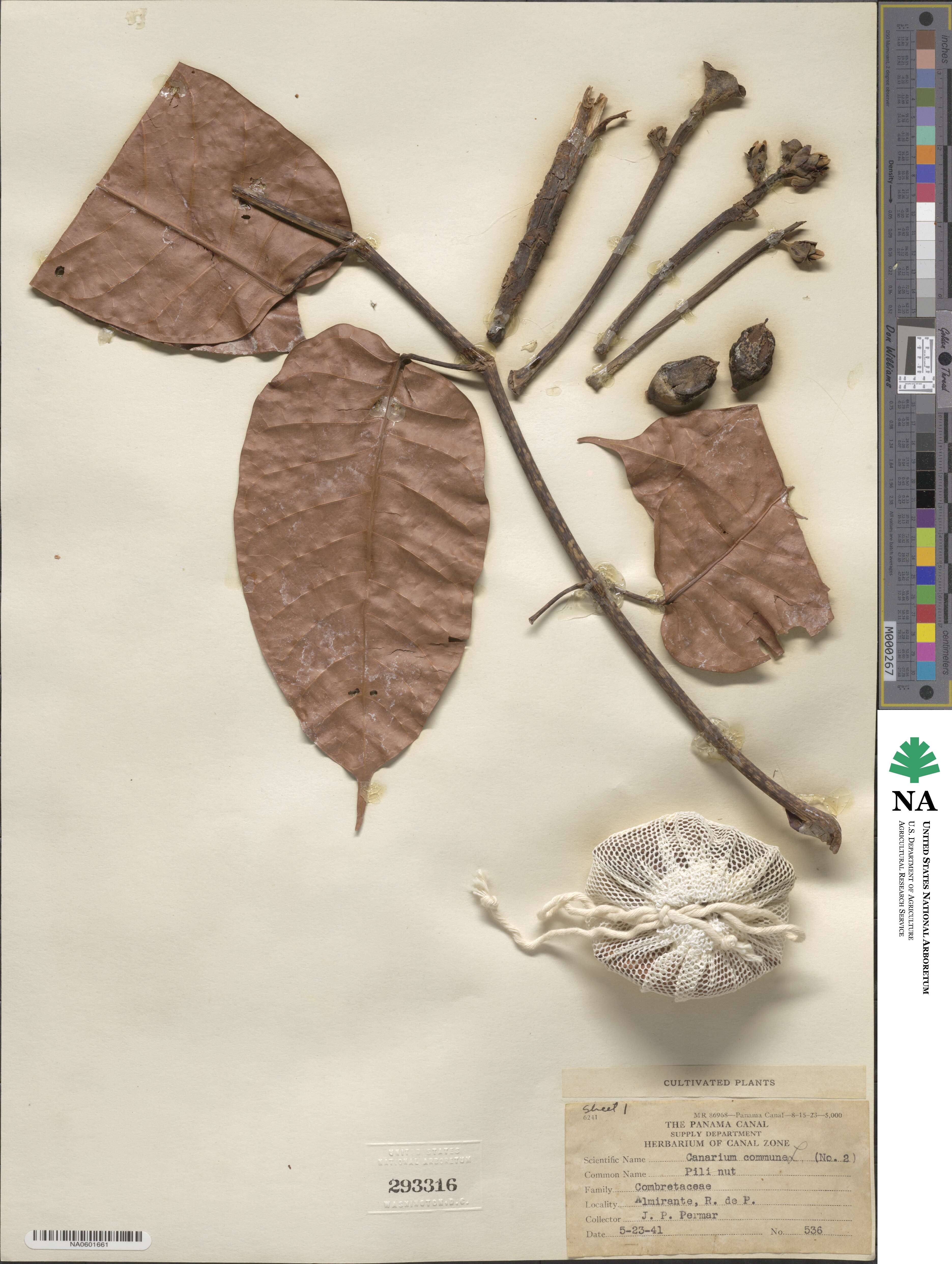 Canarium commune image