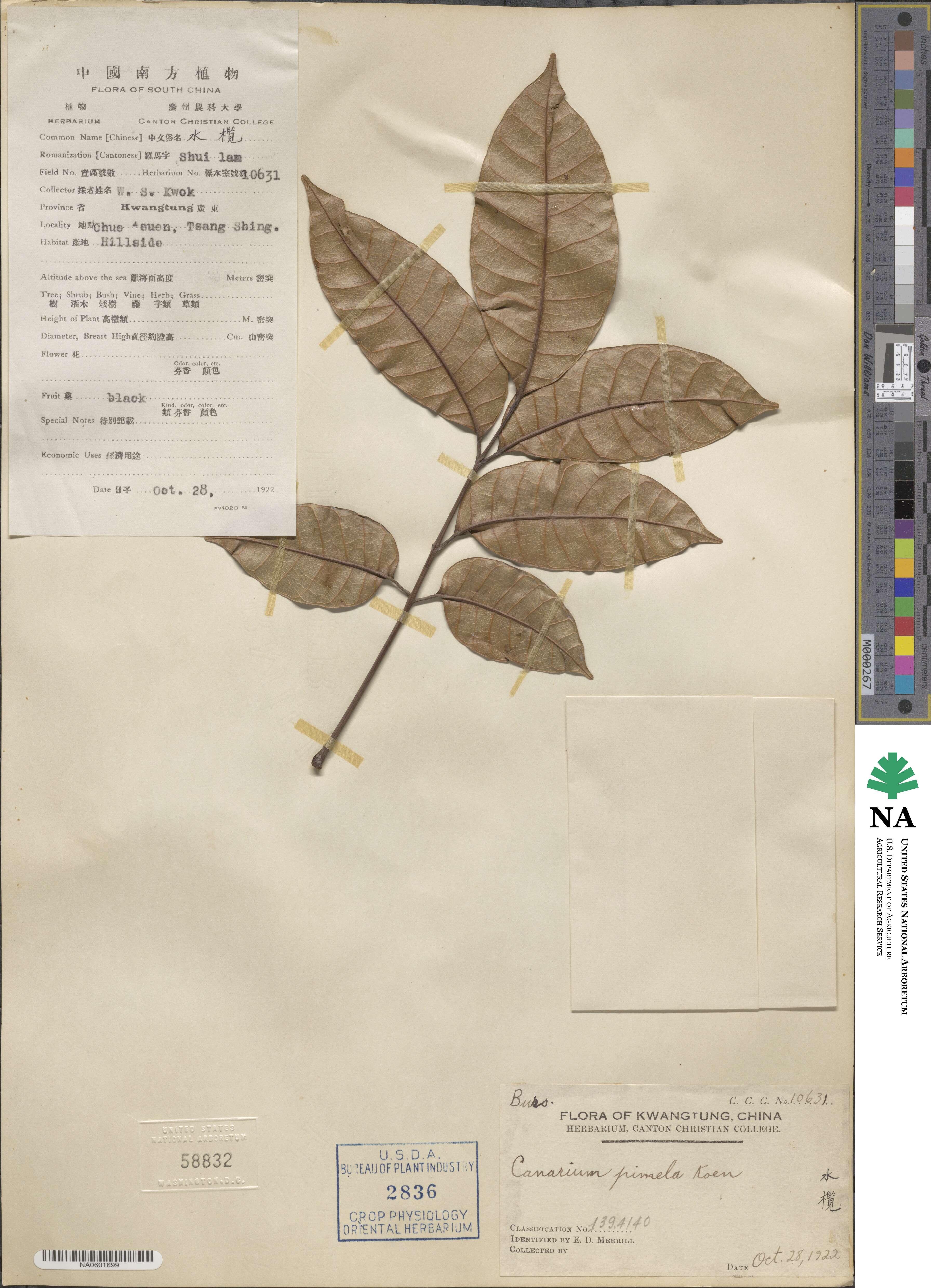 Canarium pimela image