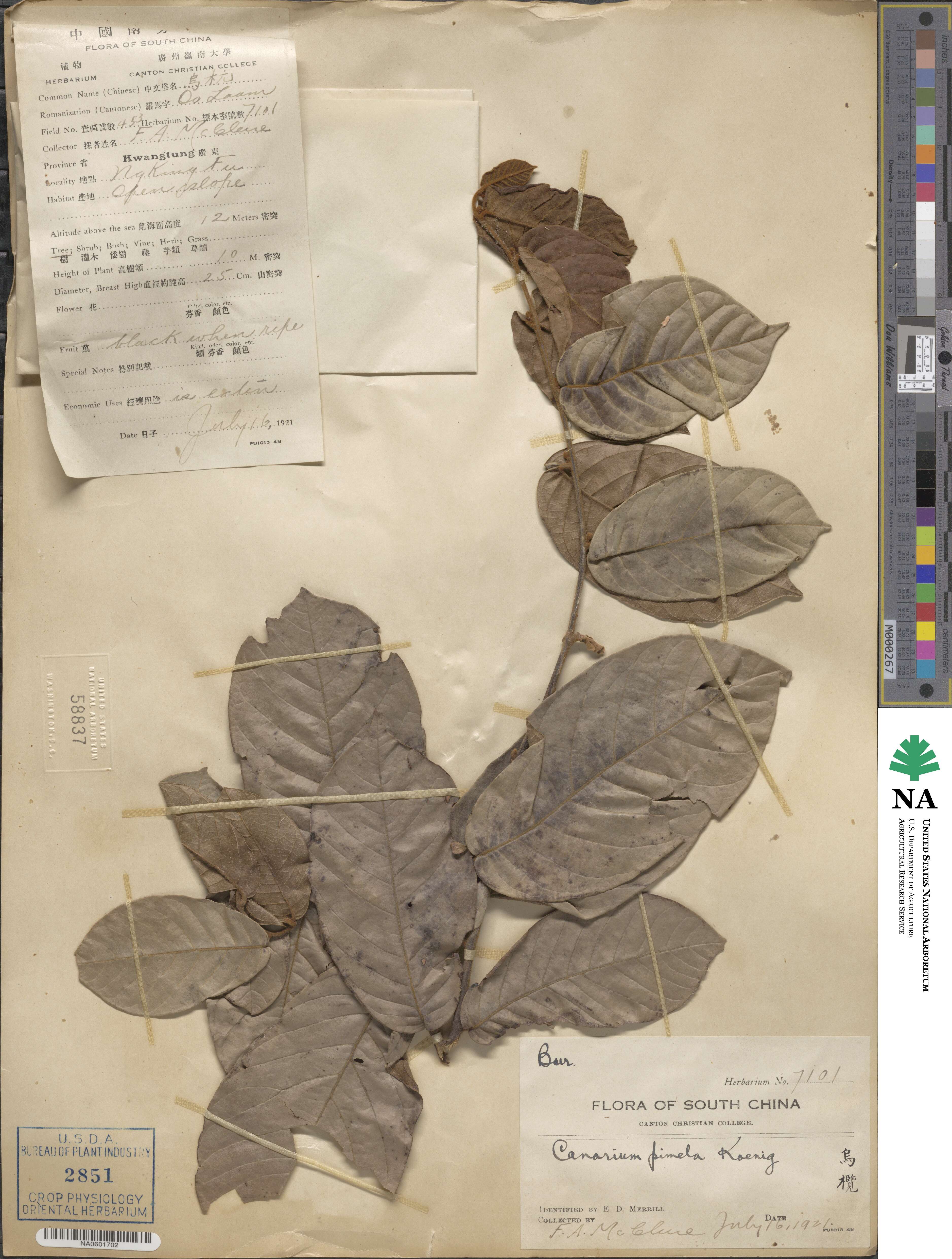 Canarium image