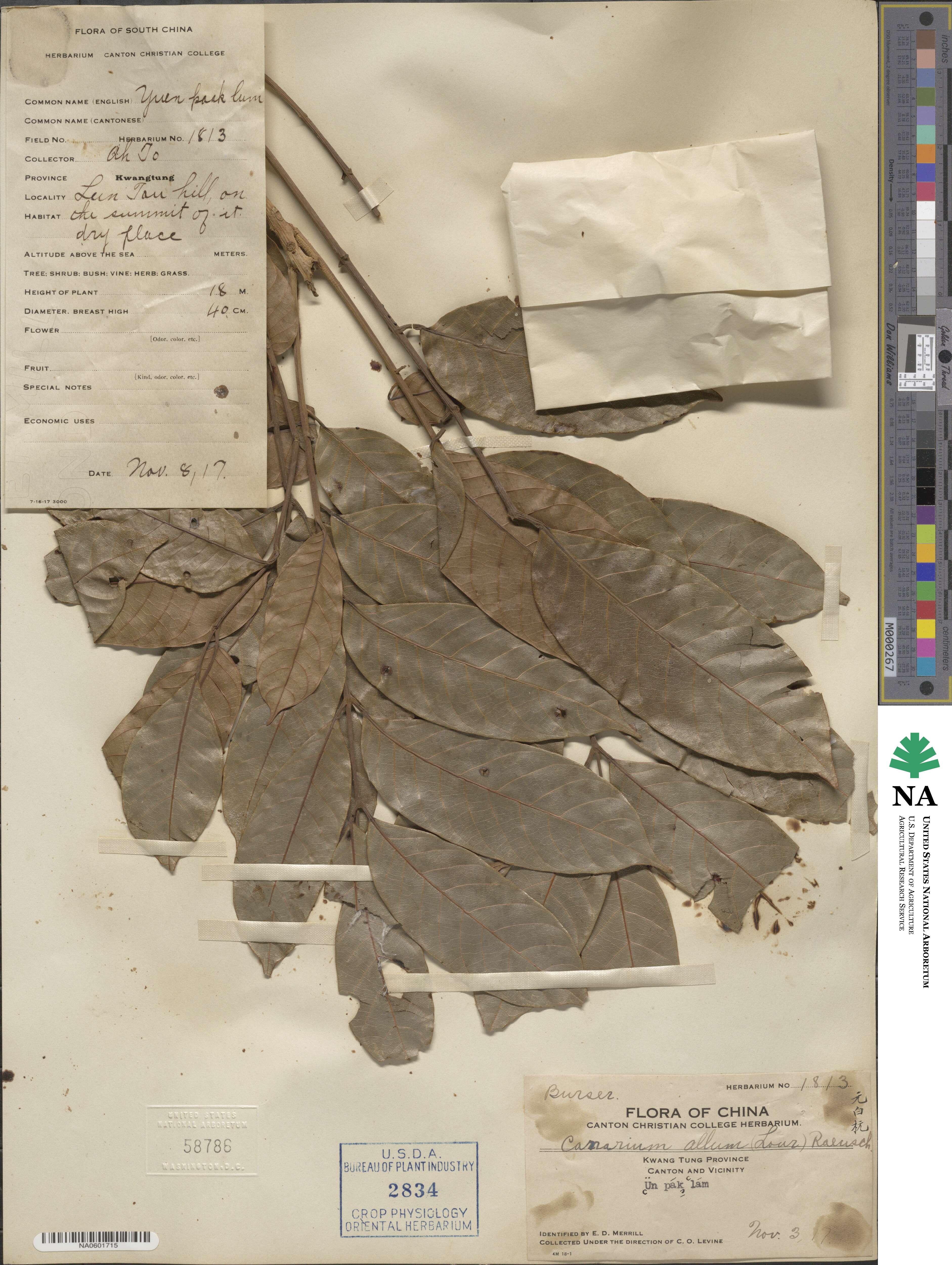 Canarium album image