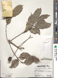 Image of Tetragastris balsamifera