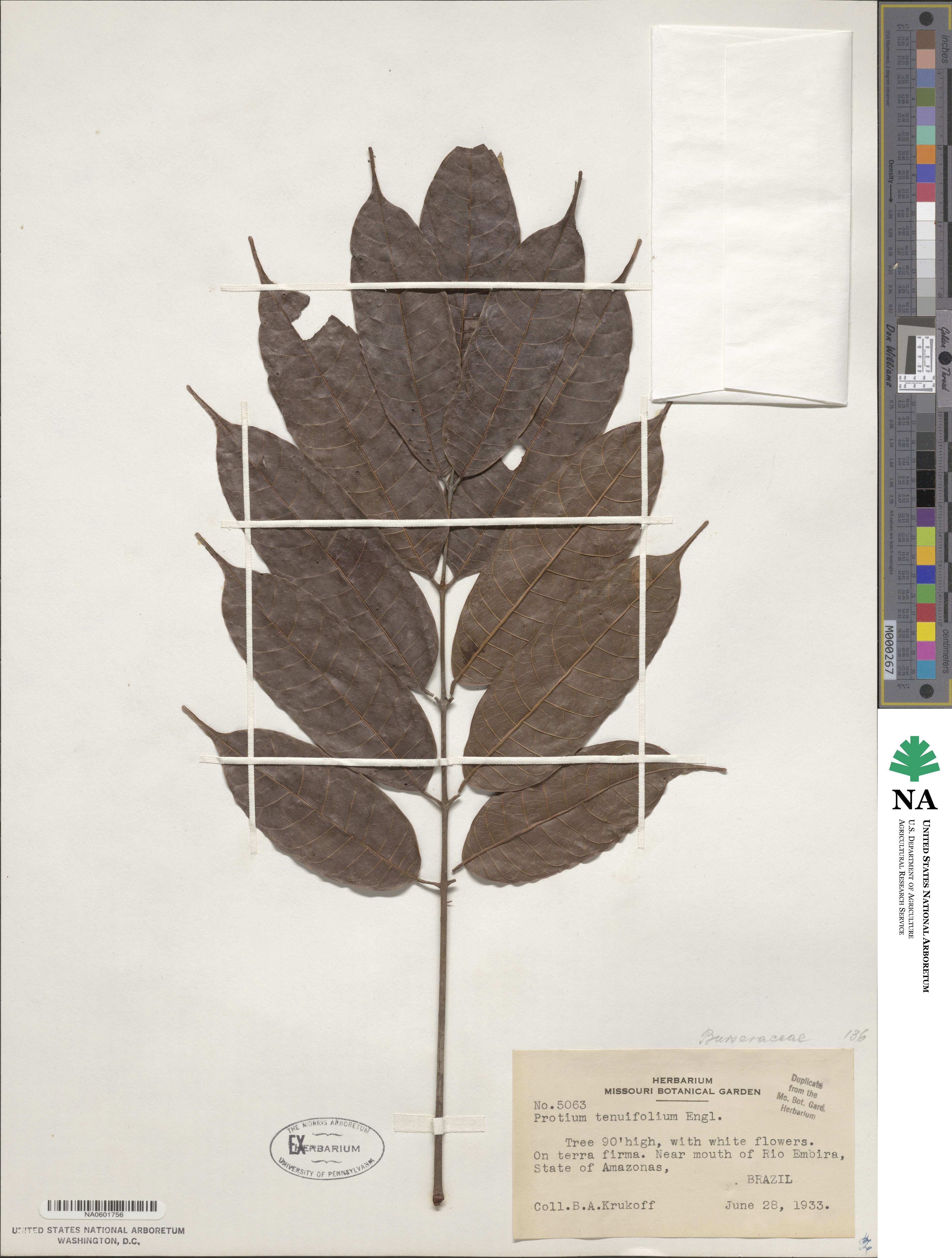 Protium tenuifolium image
