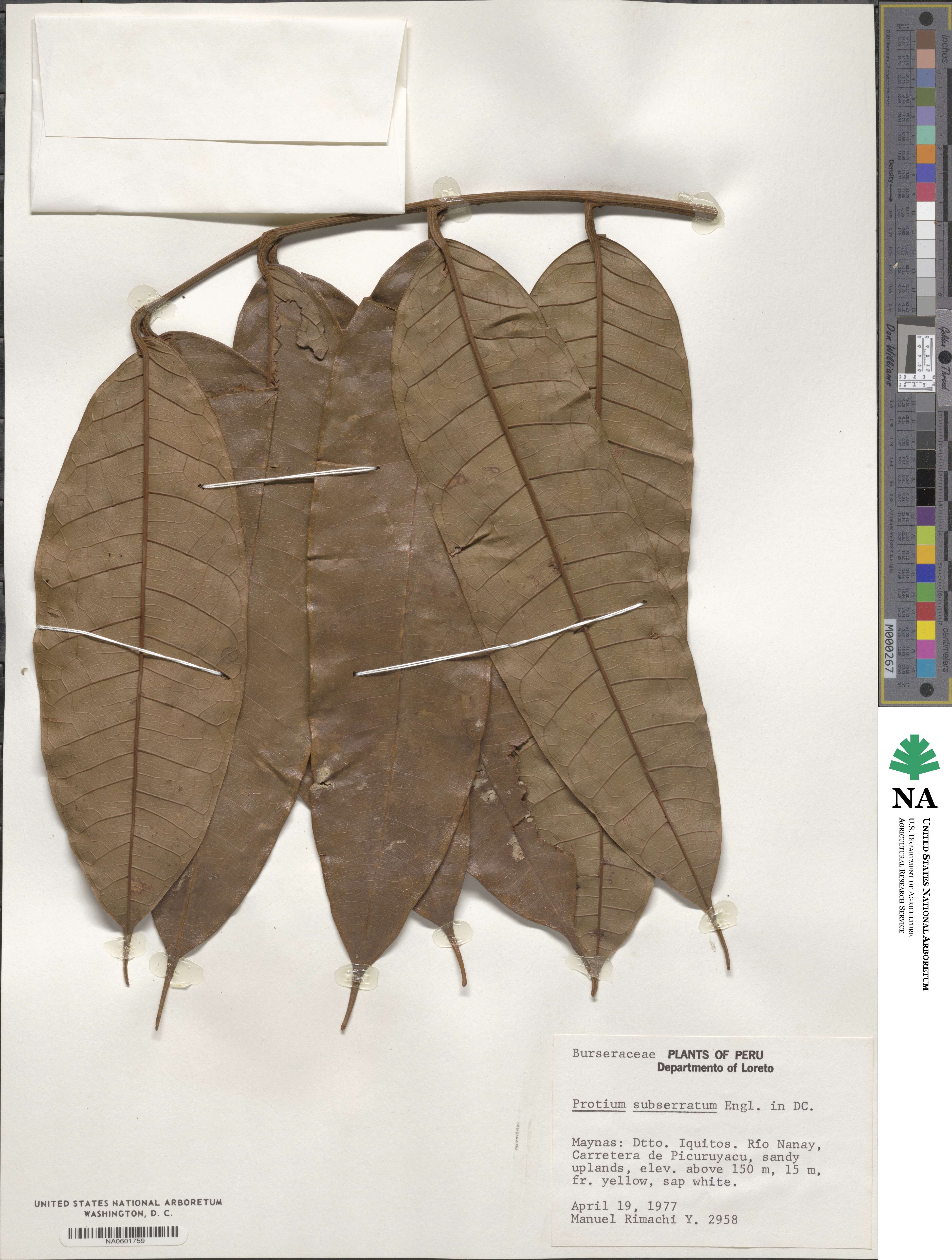 Protium subserratum image