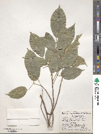 Image of Protium heptaphyllum