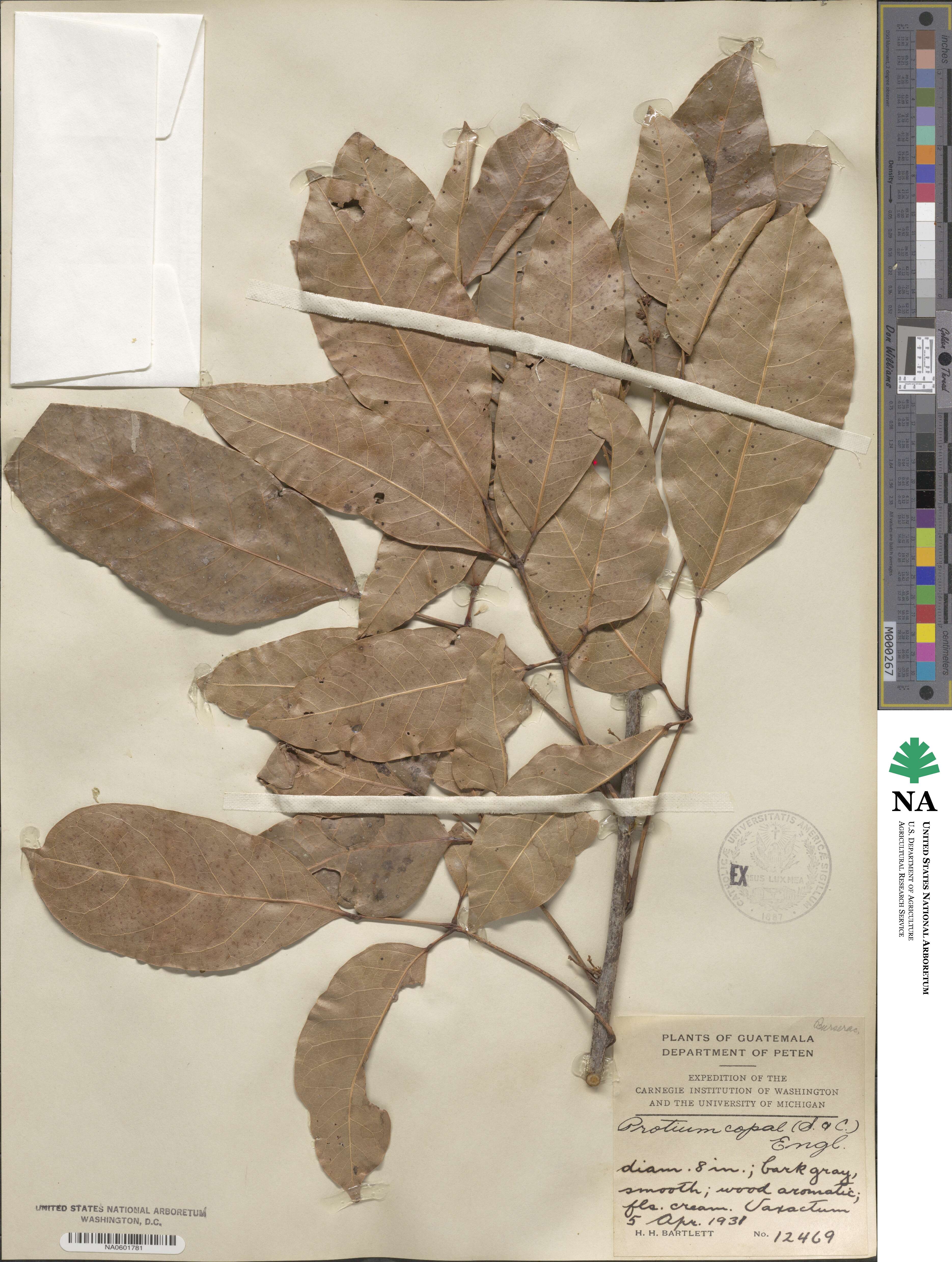 Protium copal image