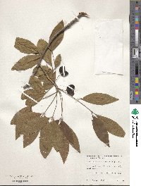 Picrodendron baccatum image