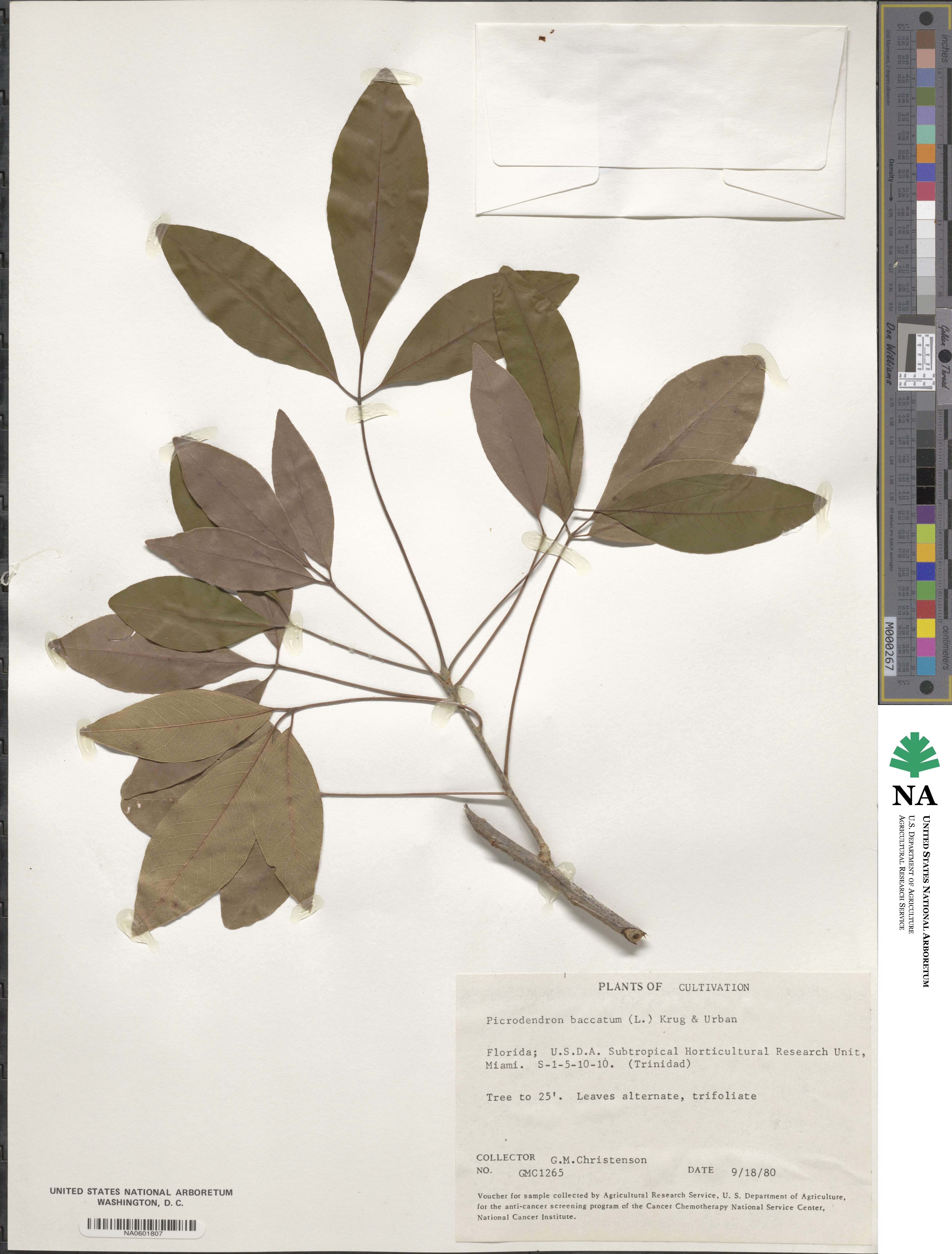 Picrodendron baccatum image