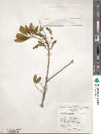 Picrodendron baccatum image