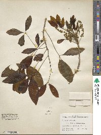 Picrodendron baccatum image