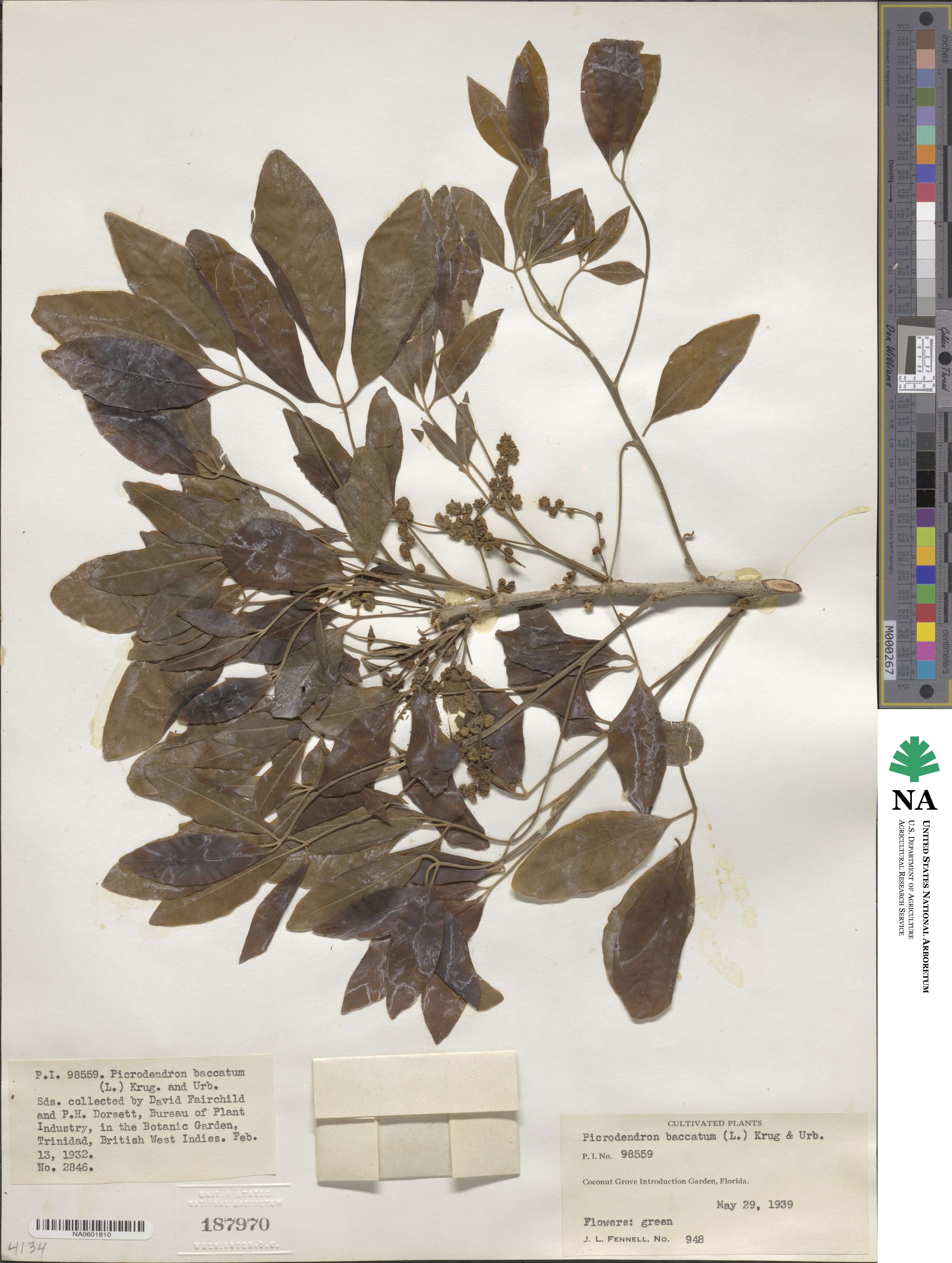 Picrodendron baccatum image