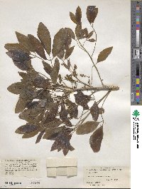 Picrodendron baccatum image