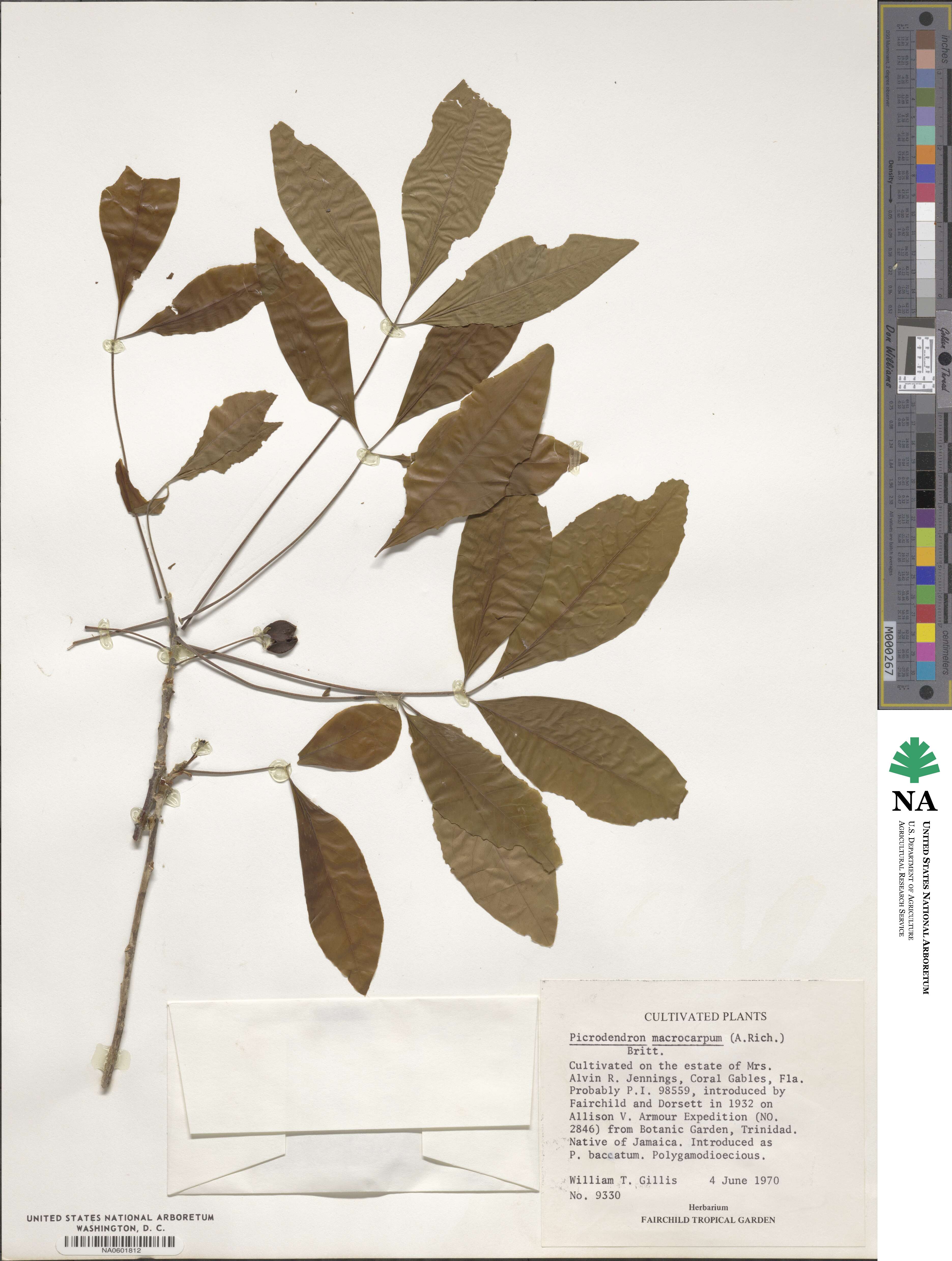 Picrodendron baccatum image