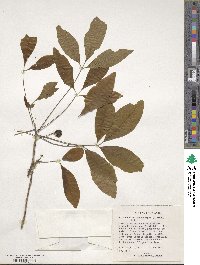 Picrodendron baccatum image