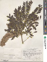 Alvaradoa amorphoides image