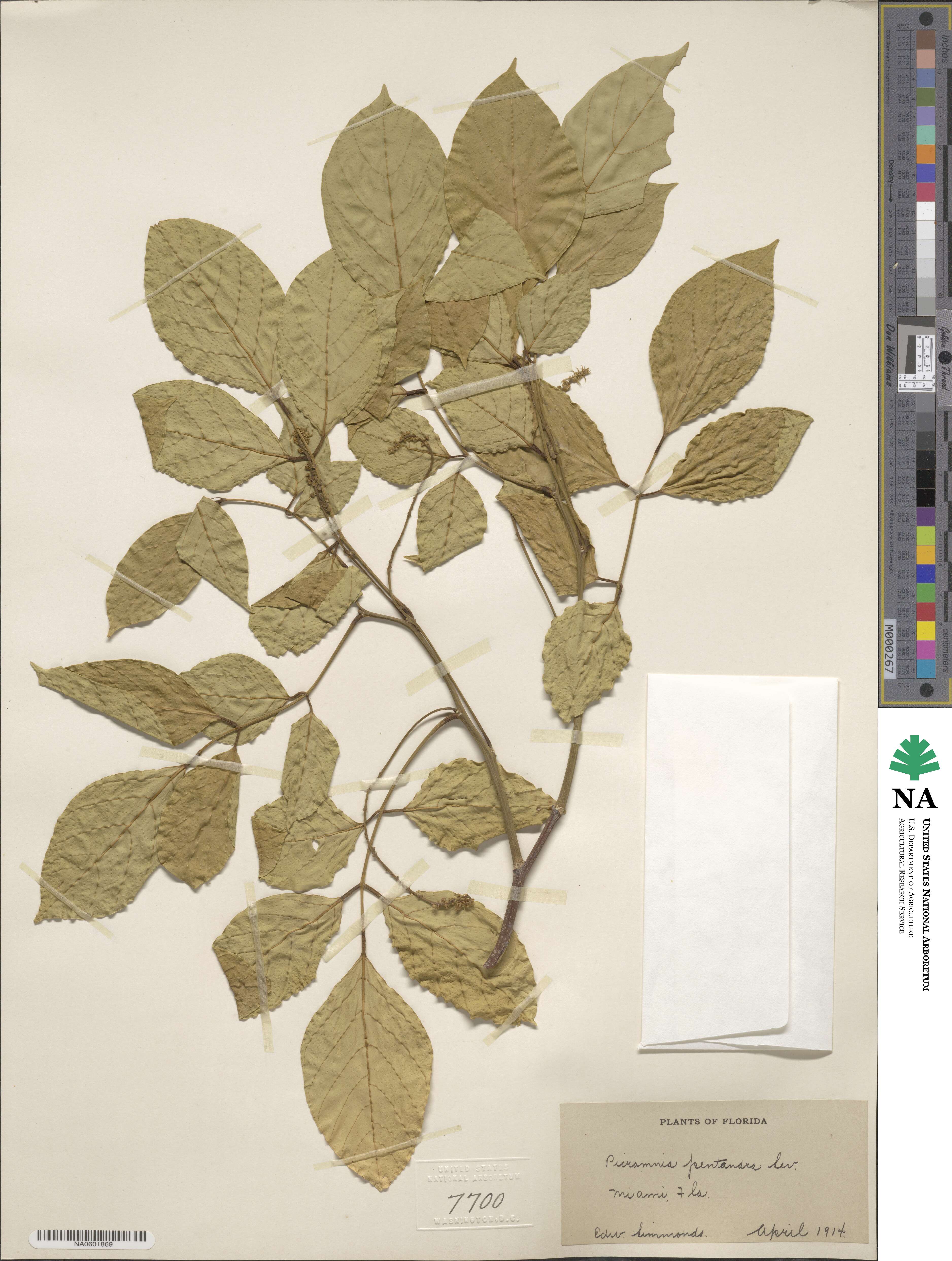 Picramnia pentandra image