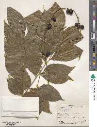 Image of Picramnia latifolia