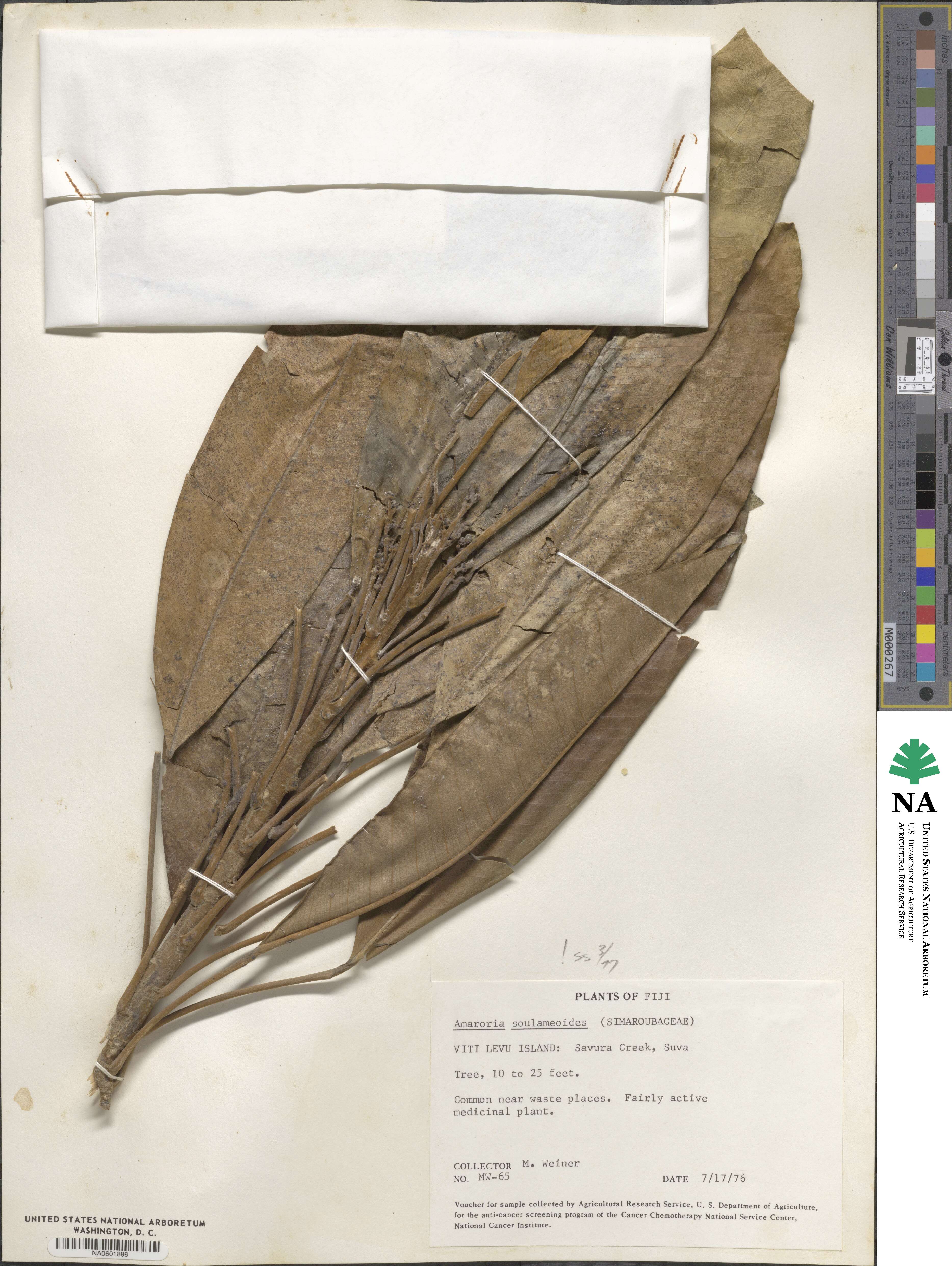 Amaroria soulameoides image