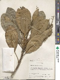 Amaroria soulameoides image