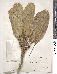 Amaroria soulameoides image