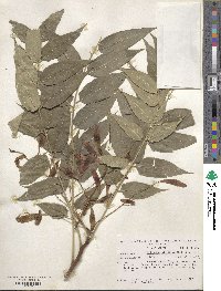 Ailanthus altissimus image