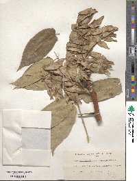 Ailanthus altissimus image