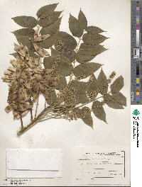 Ailanthus altissimus image