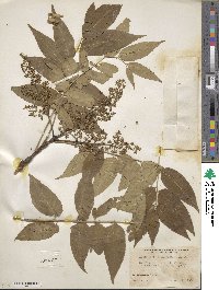 Ailanthus altissimus image