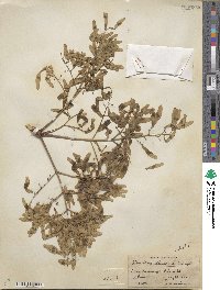 Ailanthus altissimus image