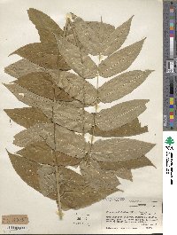 Ailanthus altissimus image