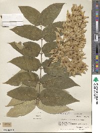 Ailanthus altissimus image