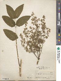 Ailanthus altissimus image