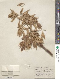 Ailanthus altissimus image