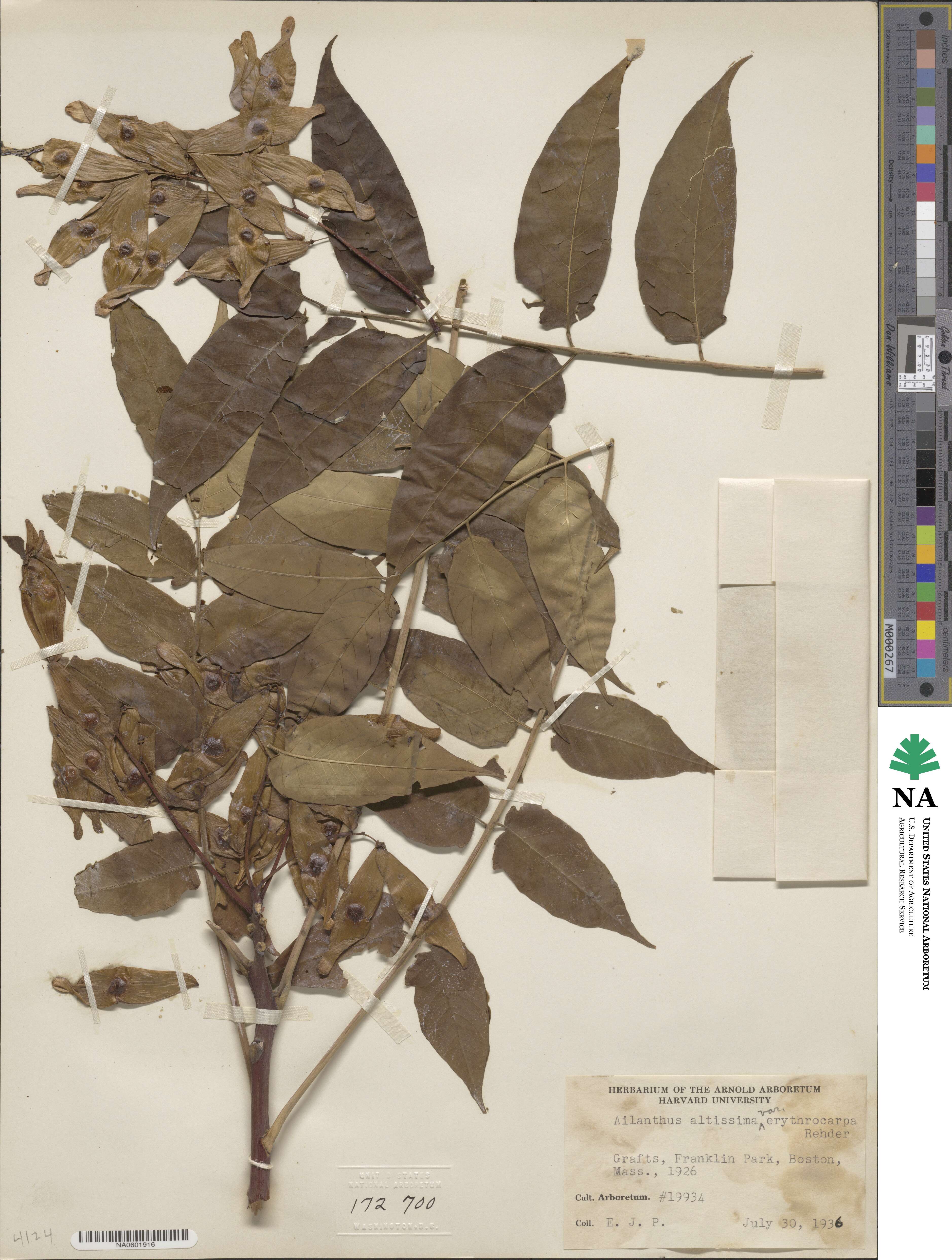 Ailanthus altissimus f. erythrocarpus image