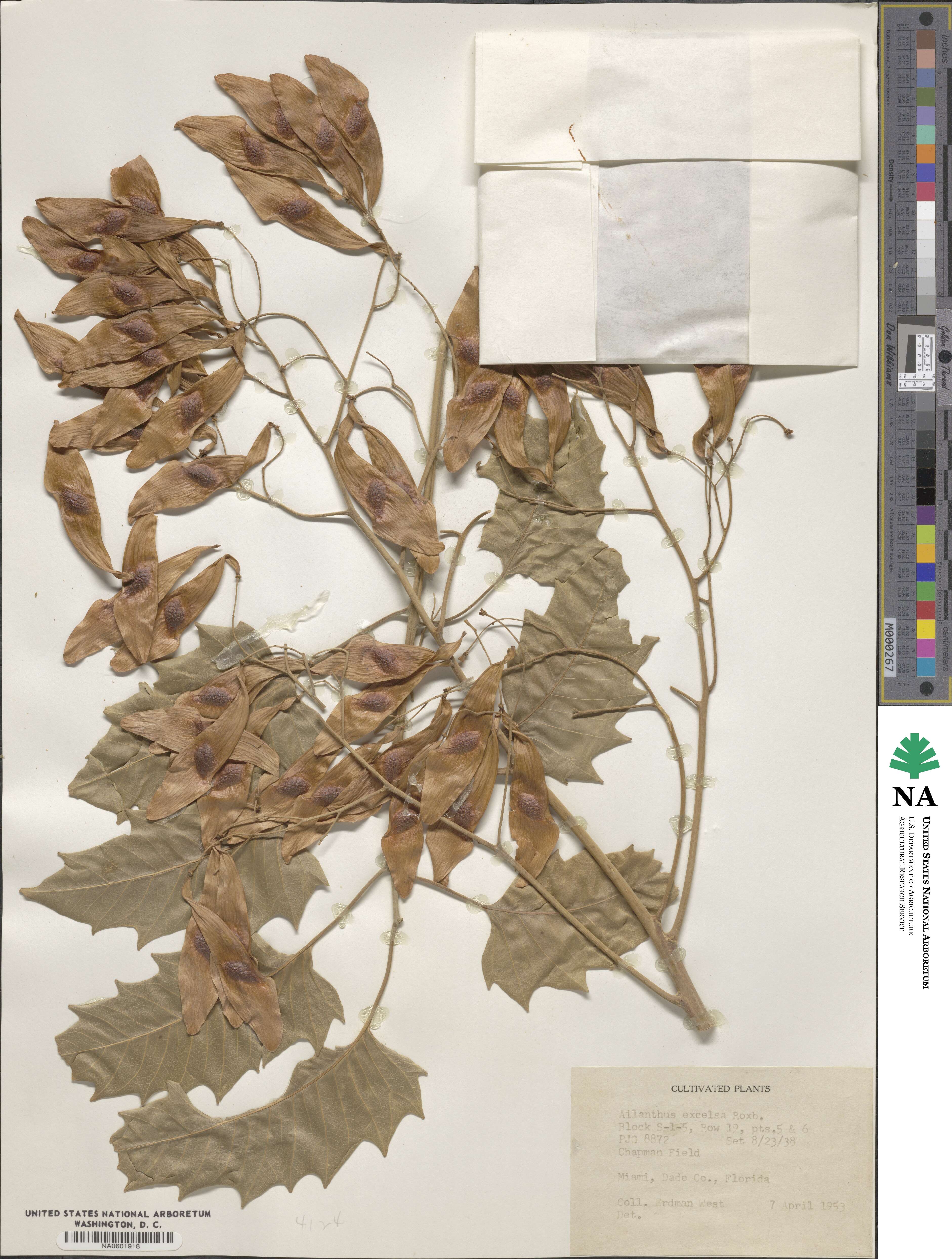 Ailanthus excelsa image