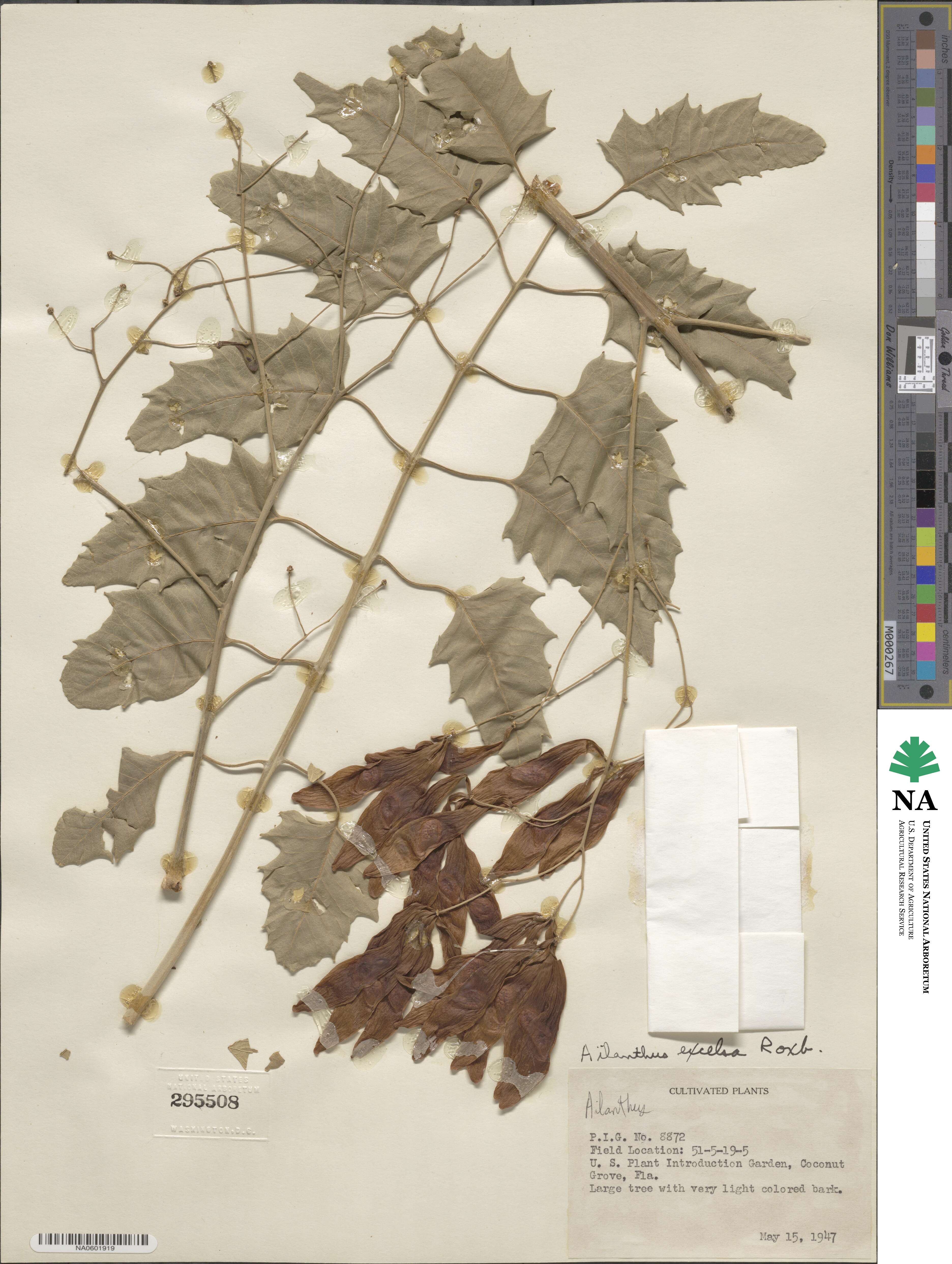 Ailanthus excelsa image