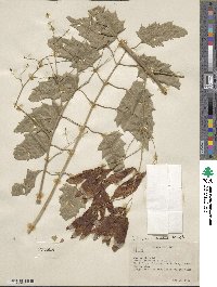 Ailanthus excelsa image