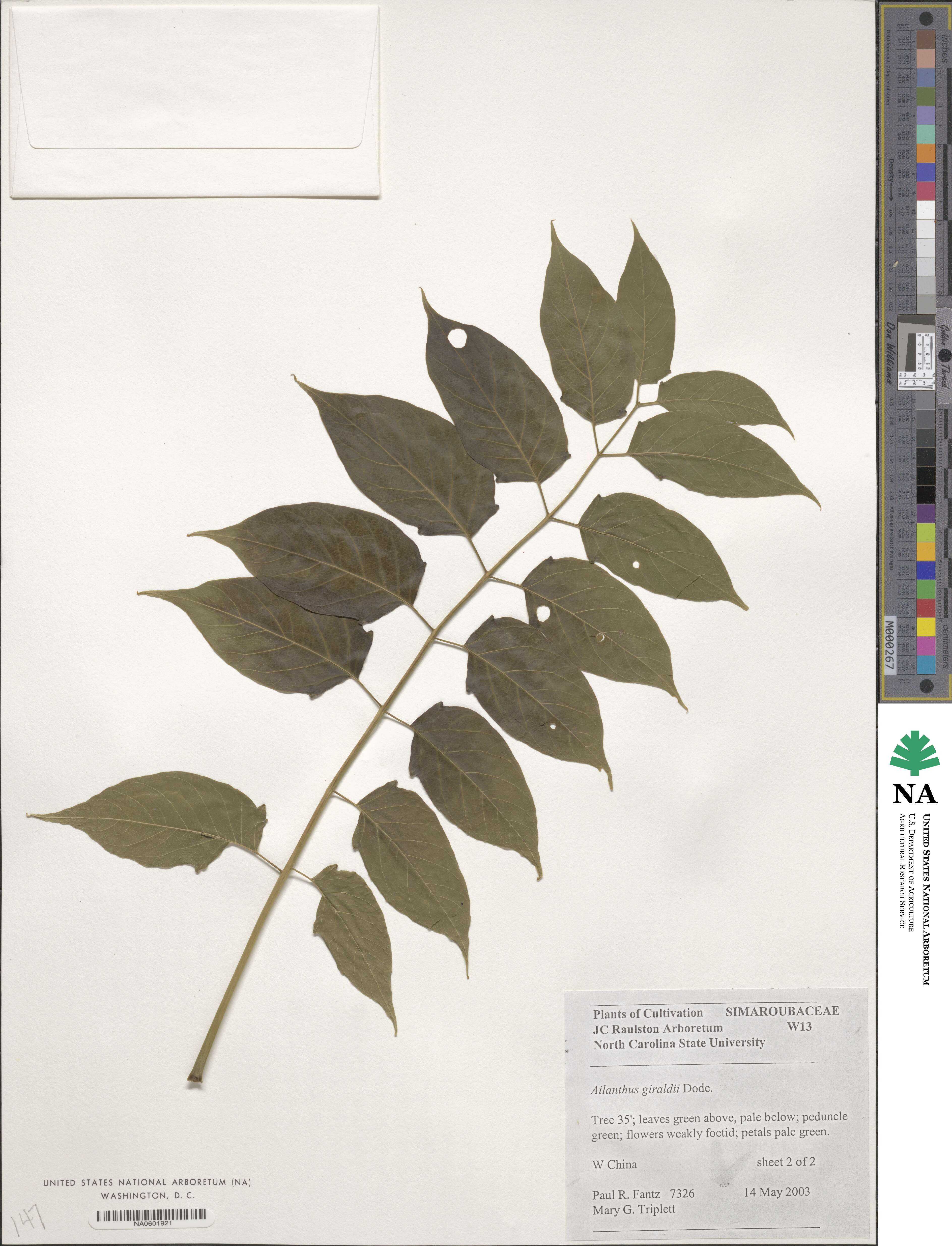 Ailanthus altissima image