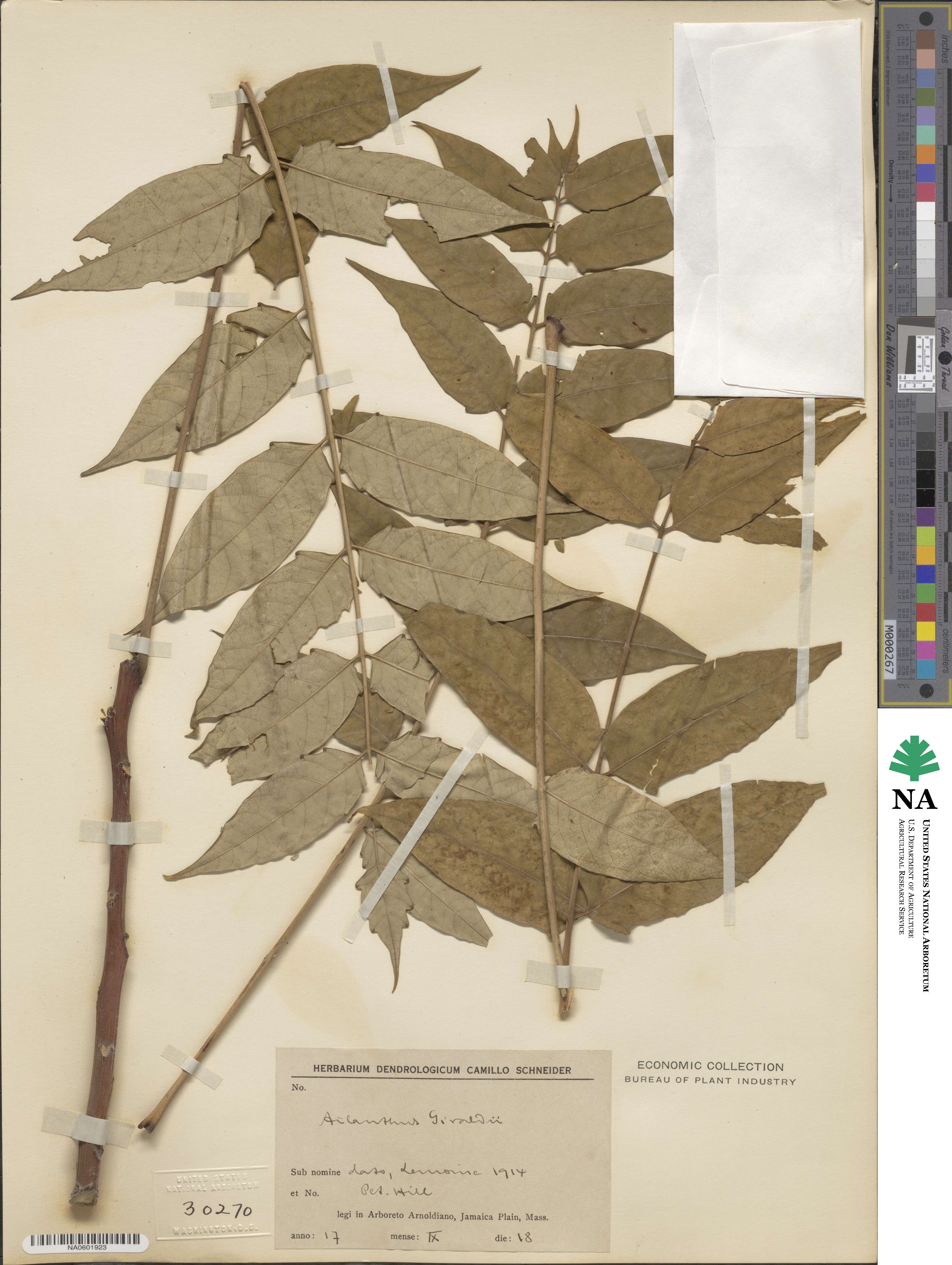 Ailanthus altissima image