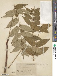 Ailanthus altissima image