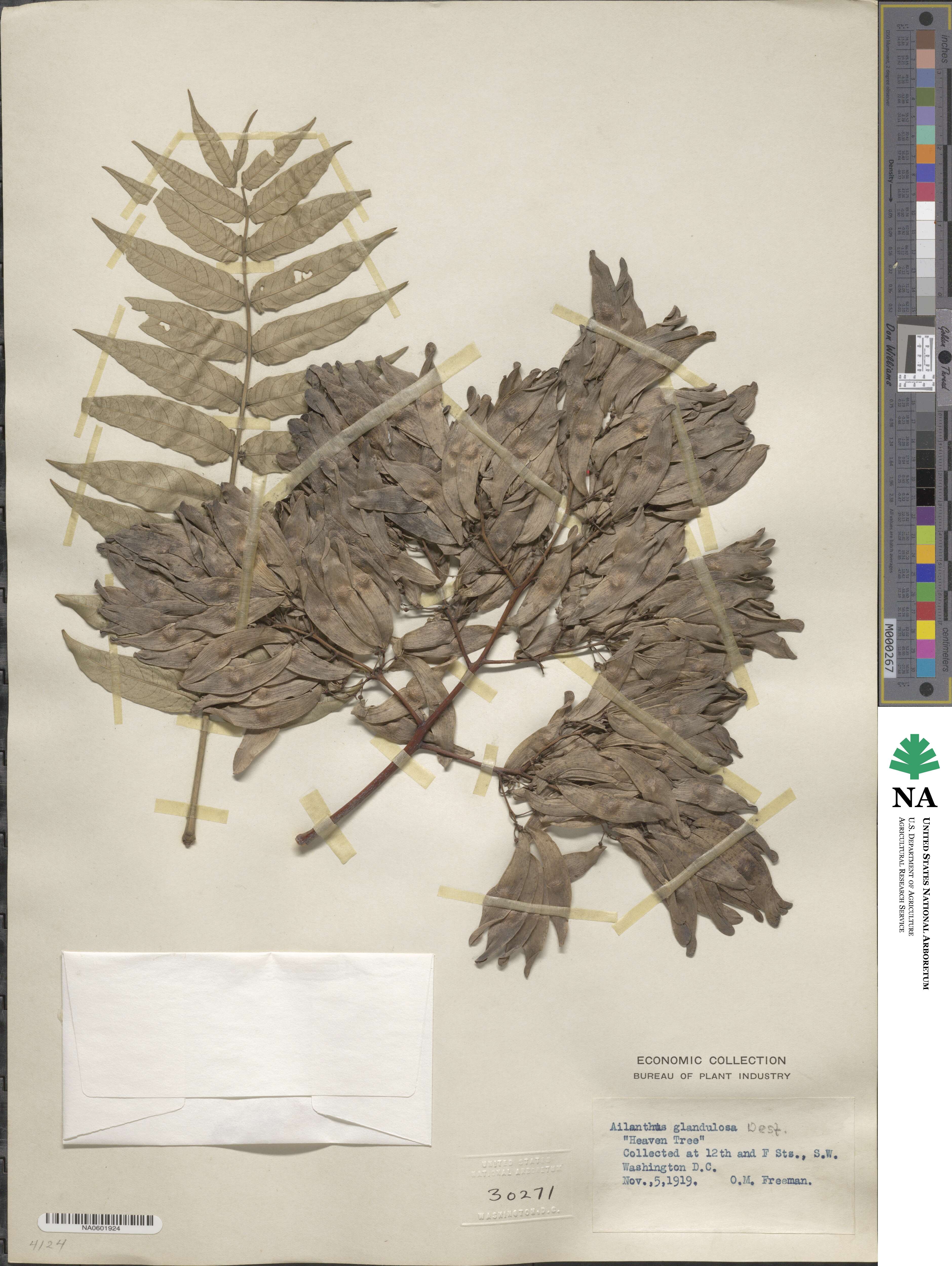 Ailanthus altissimus image