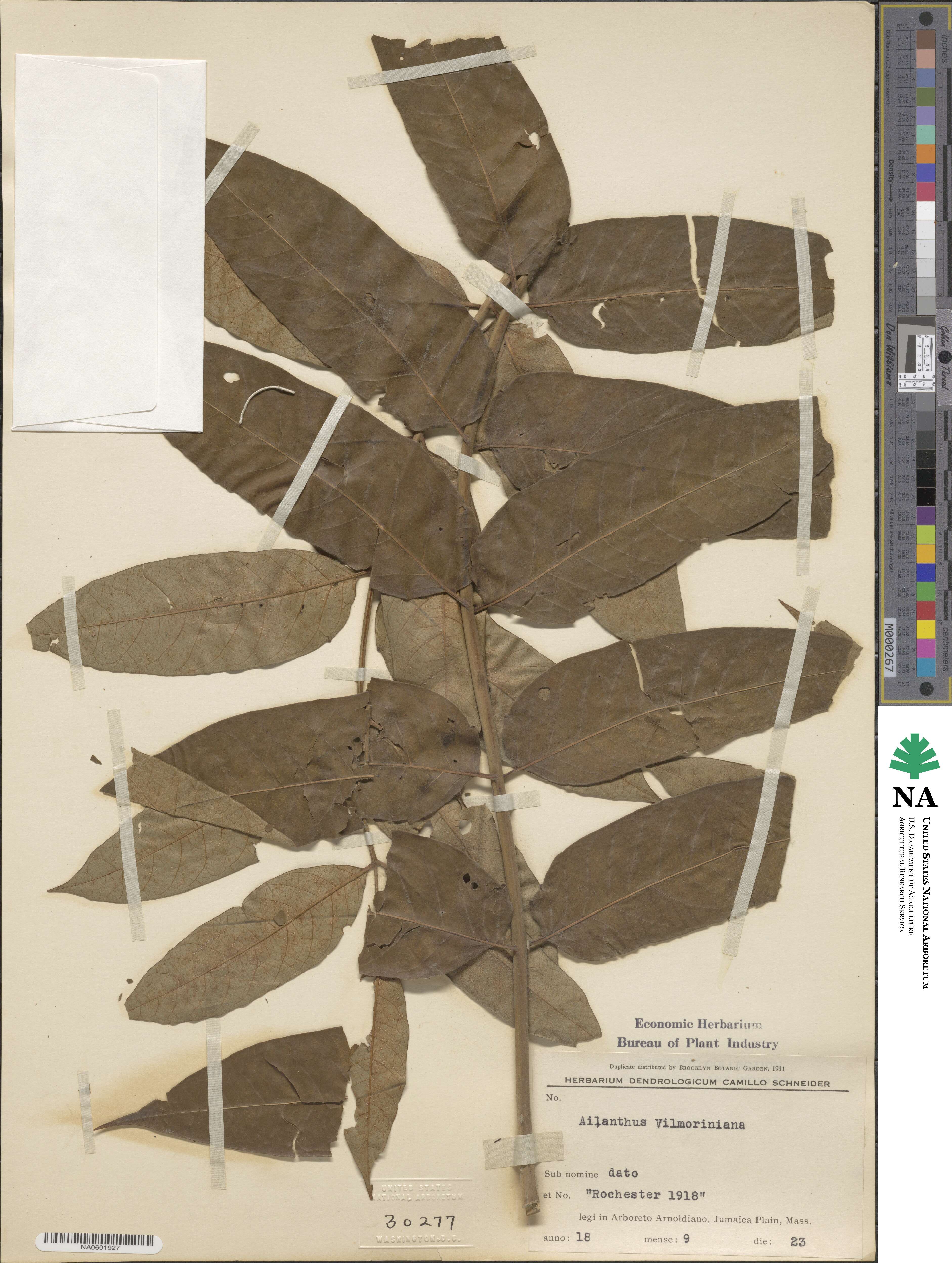 Ailanthus altissima image
