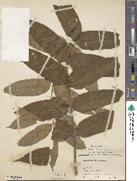 Ailanthus altissima image