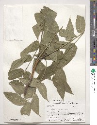 Ailanthus altissimus image