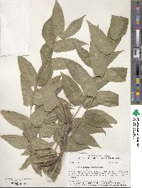 Ailanthus altissimus image