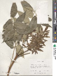 Ailanthus altissimus image